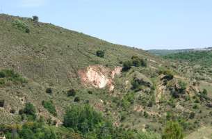 Valdesotos: Pérmico (paleobotánica)