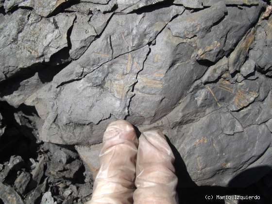 Toreno: frondes y licopodiales