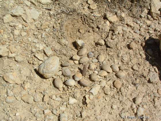 Barahona: Braquiópodos y rostro del Belemnites (http://www.barahona.org)