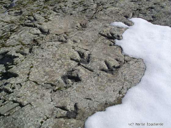 Los Campos: icnofósiles de terópodos y saurópodos