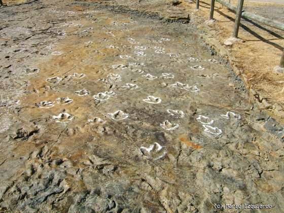 Ventosa de San Pedro: Icnofósiles de Terópodos