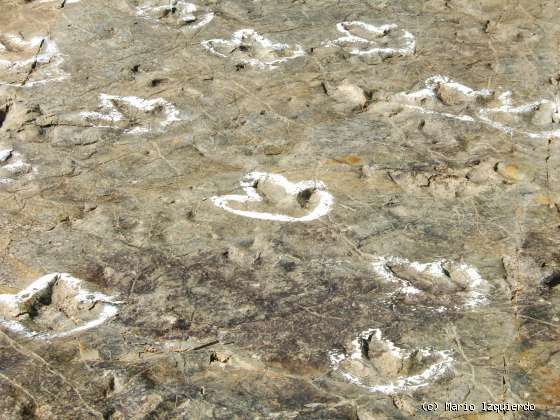 Ventosa de San Pedro: Icnofósiles de Terópodos