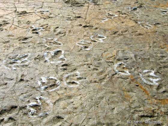 Ventosa de San Pedro: Icnofósiles de Terópodos