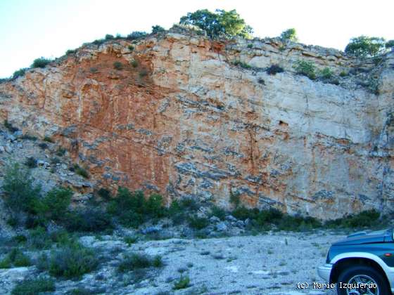 Valdesotos: Pérmico (paleobotánica)