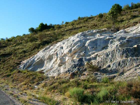 Valdesotos: Pérmico (paleobotánica)