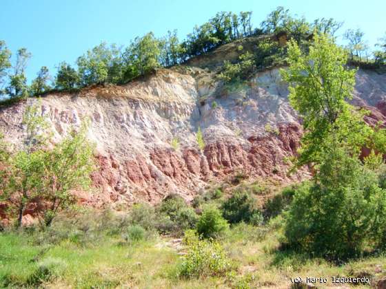 Valdesotos: Pérmico (paleobotánica)