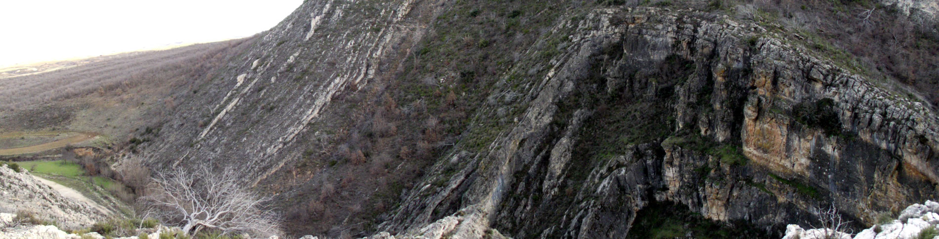 Anticlinal