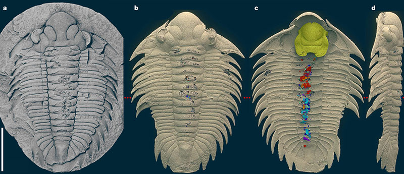 Bohemolichas incola