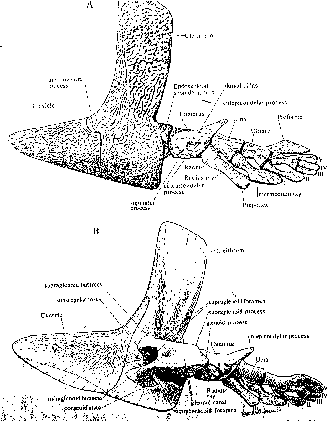 Cintura pelviana - 70 Kb