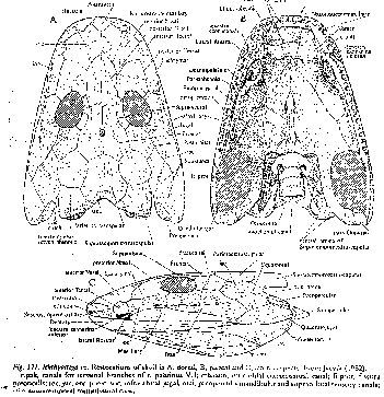 Cráneo Ictyostega - 79.4 Kb